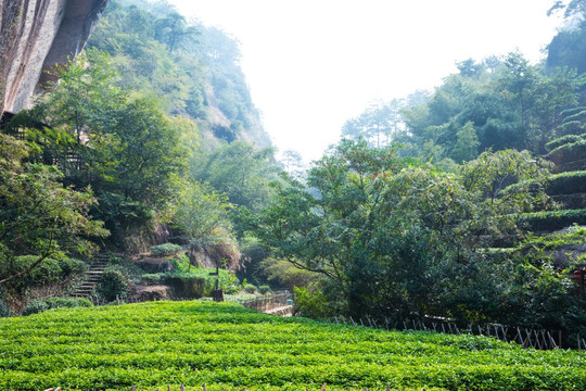 大红袍茶园