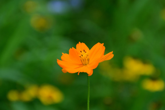 花朵