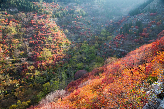 多彩的山坡