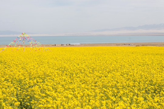 青海油菜花田