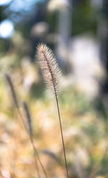 狗尾巴草