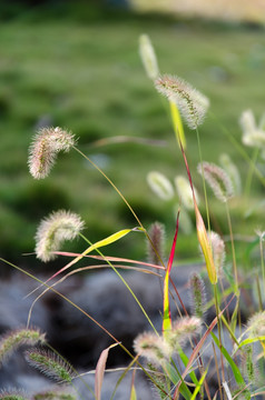 狗尾巴草