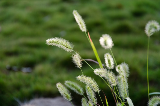 狗尾巴草