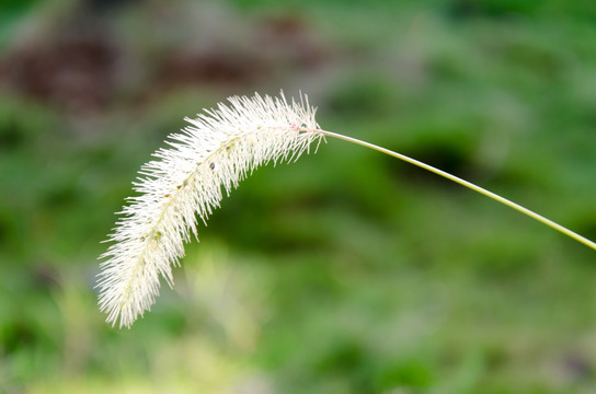 狗尾巴草