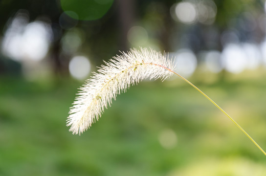 狗尾巴草