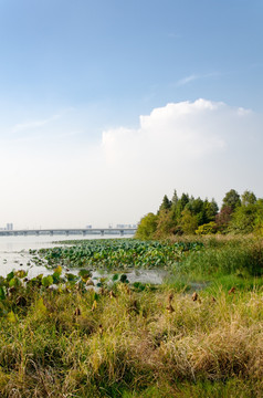 武汉严西湖湿地风光