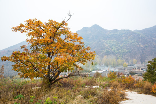 山楂树