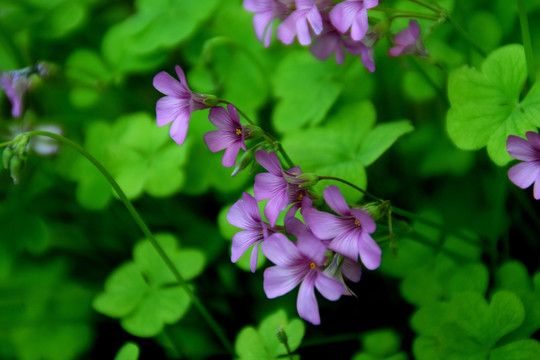 花草