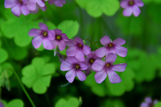 花草