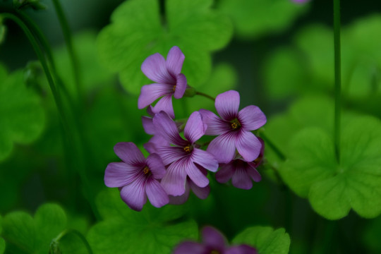 花草