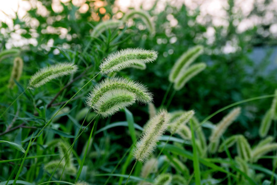 狗尾草