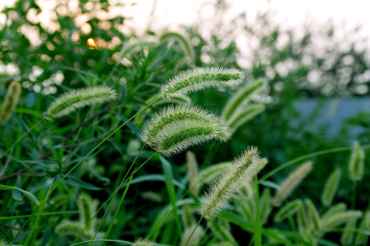 狗尾草