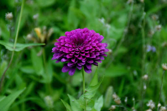 紫花