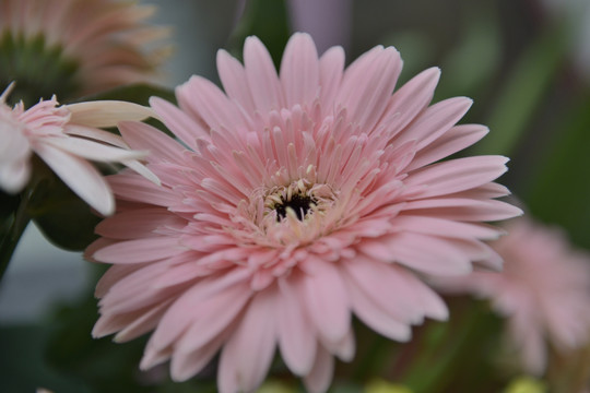 菊花 花束 花车 鲜花 花