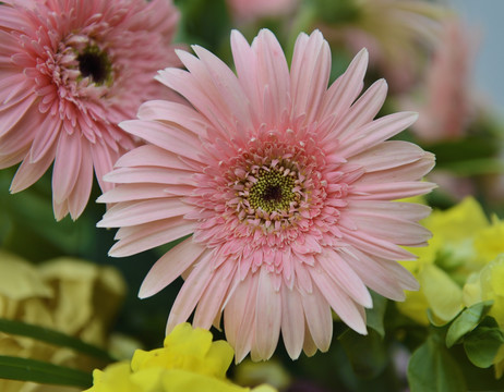 菊花 花束 花车 鲜花 花