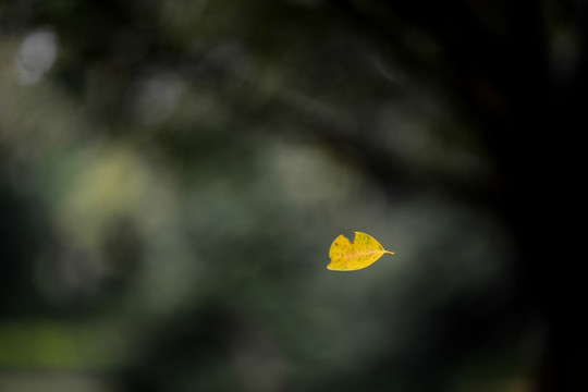 黄叶随风飘落