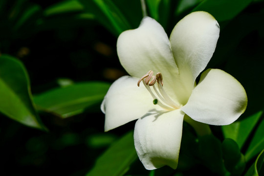 非洲茉莉树花