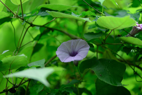 五爪金龙花