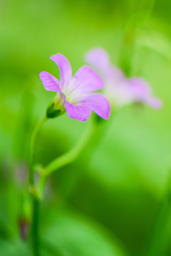 红花酢浆草