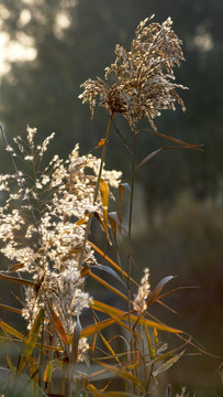 芦花