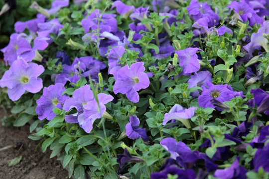 矮牵牛 牵牛花 花 鲜花 野花