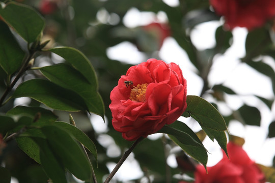 茶花 花 山茶花 鲜花 山茶