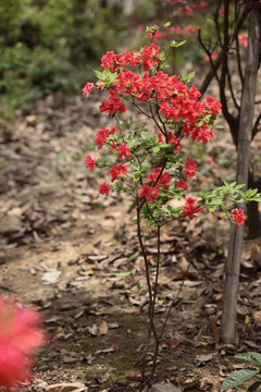 杜鹃 杜鹃花 花 鲜花 盆栽