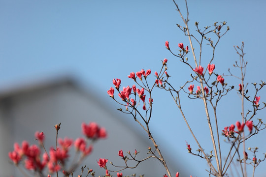 杜鹃 杜鹃花 花 鲜花 盆栽