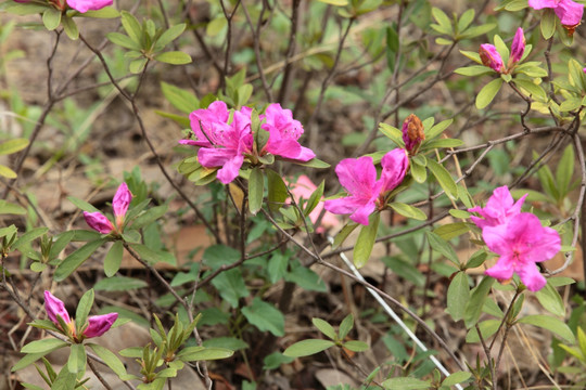 杜鹃 杜鹃花 花 鲜花 盆栽