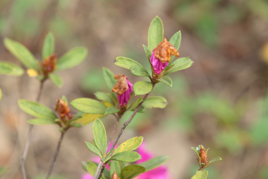 杜鹃 杜鹃花 花 鲜花 盆栽