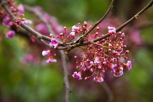 杨桃花