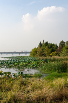 武汉严西湖风光