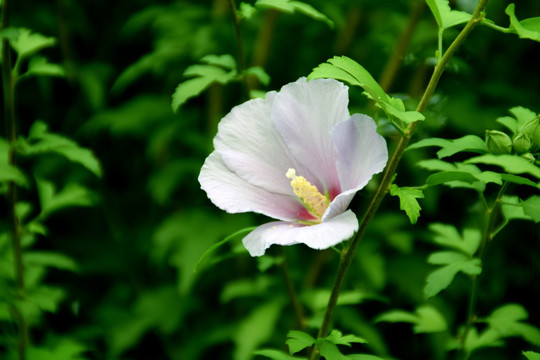 木槿花