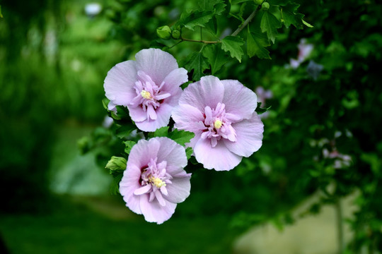 木槿花