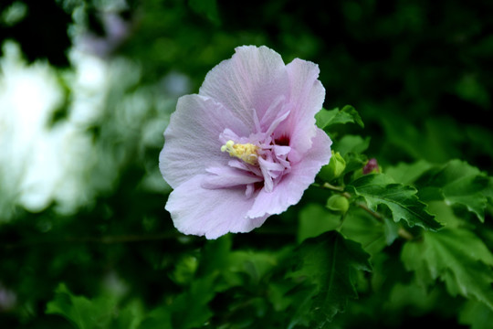 木槿花