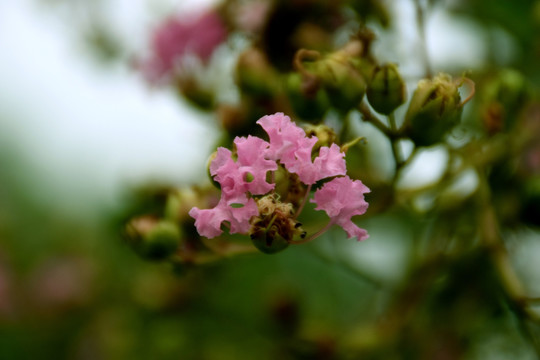 花卉