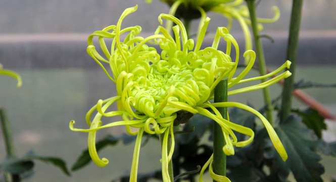 药用观赏植物金钩绿秋菊