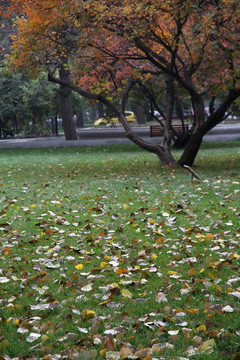 民族大学校园秋景