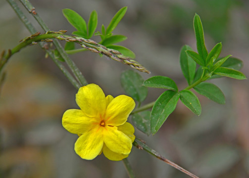 迎春花