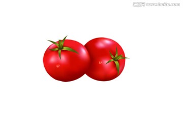 番茄素材