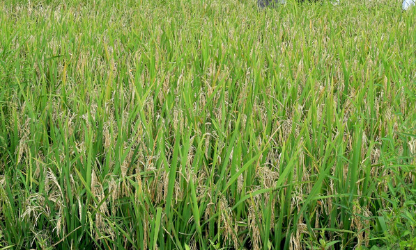 瘪稻 瘪谷子 水稻 稻瘟病
