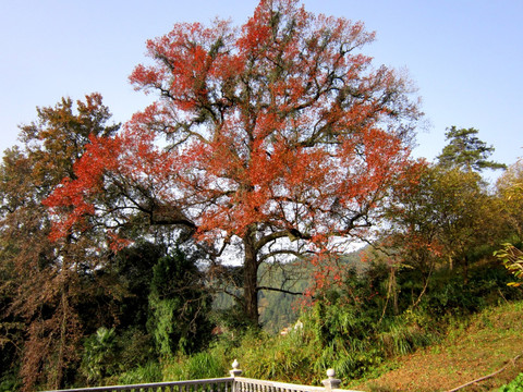 红叶 枫树 秋景 树木 植物