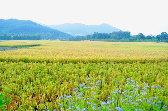 金色田园 秋意正浓 收获季节