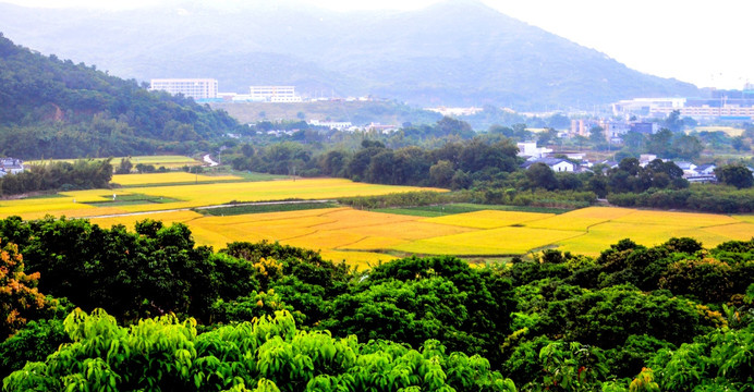 金色田园 秋意正浓 收获季节