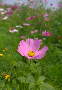 盛开的菊花