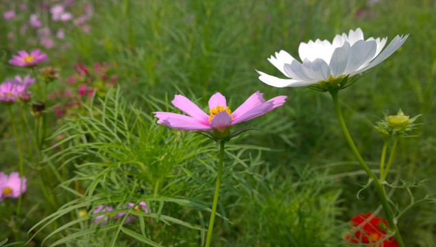 盛开的菊花