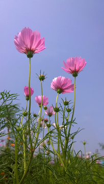 蓝天下的波斯菊