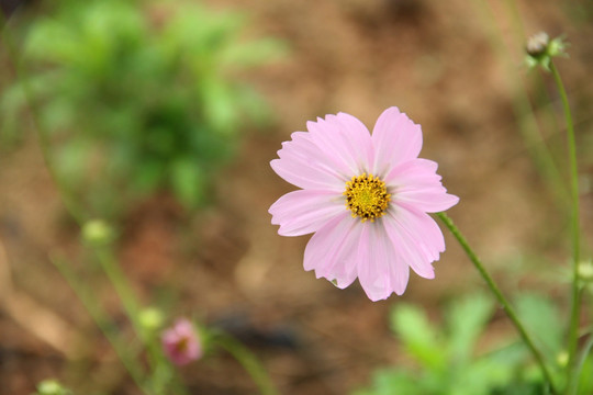 格桑花