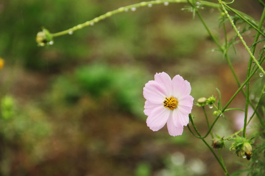 格桑花