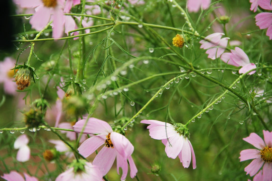 格桑花